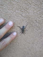 Epicauta atrivittata