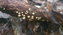 Panellus luxfilamentus
