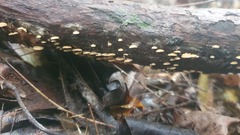 Panellus luxfilamentus
