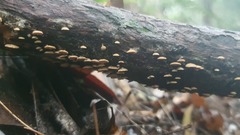 Panellus luxfilamentus