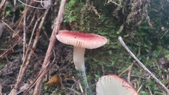 Russula persanguinea