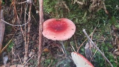 Russula persanguinea