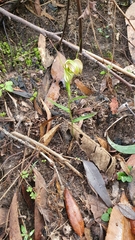 Pterostylis grandiflora