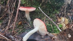 Russula persanguinea