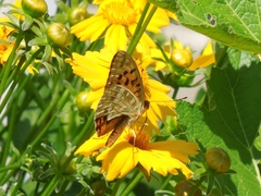 Argynnis