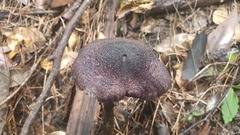 Cortinarius kioloensis