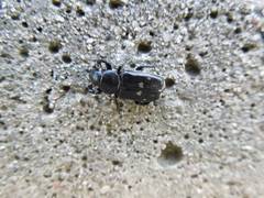 Clinterocera scabrosa