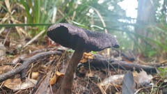 Cortinarius kioloensis