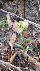 Pterostylis grandiflora