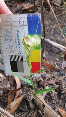 Pterostylis grandiflora