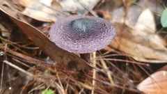 Cortinarius kioloensis