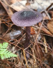 Cortinarius kioloensis