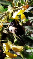Xylocopa grisescens