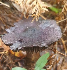 Cortinarius kioloensis