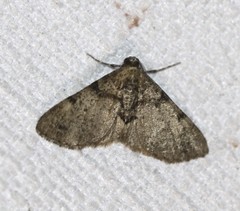 Syneora adelphodes