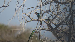 Merops cyanophrys
