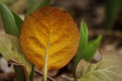 Rossmanomyces pyrolae