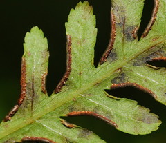 Pteris epaleata