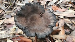 Cortinarius kioloensis