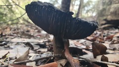 Cortinarius kioloensis