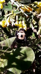 Xylocopa grisescens