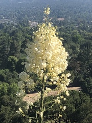 Hesperoyucca whipplei