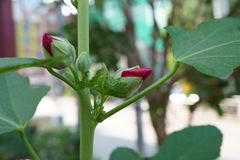 Alcea rosea
