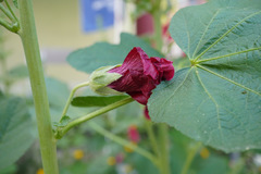 Alcea rosea