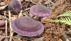Cortinarius kioloensis