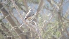 Oenanthe chrysopygia