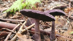 Cortinarius kioloensis