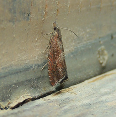 Dichrorampha acuminatana