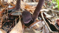 Cortinarius kioloensis