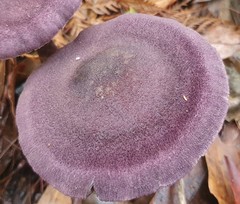 Cortinarius kioloensis