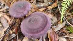 Cortinarius kioloensis