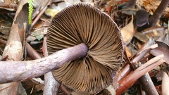 Cortinarius kioloensis