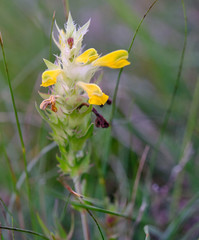 Melampyrum carstiense