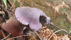 Cortinarius kioloensis