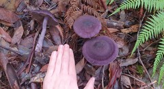 Cortinarius kioloensis