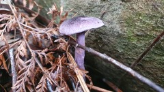 Cortinarius kioloensis