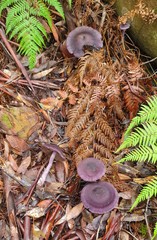 Cortinarius kioloensis