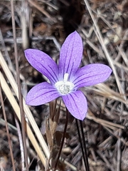 Campanula patula