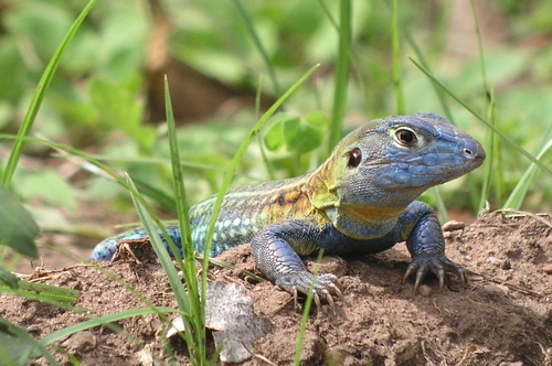 Four-toed Tegu
