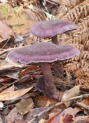 Cortinarius kioloensis