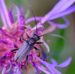 Cortodera holosericea