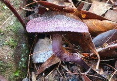 Cortinarius kioloensis