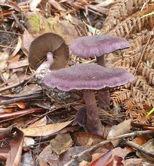 Cortinarius kioloensis
