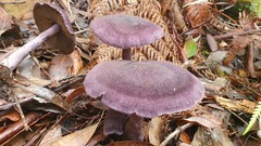 Cortinarius kioloensis