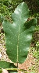 Ficus variifolia