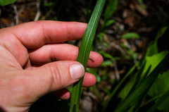 Liatris cylindracea